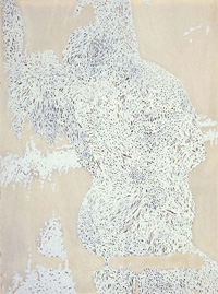 Gorgonia 17